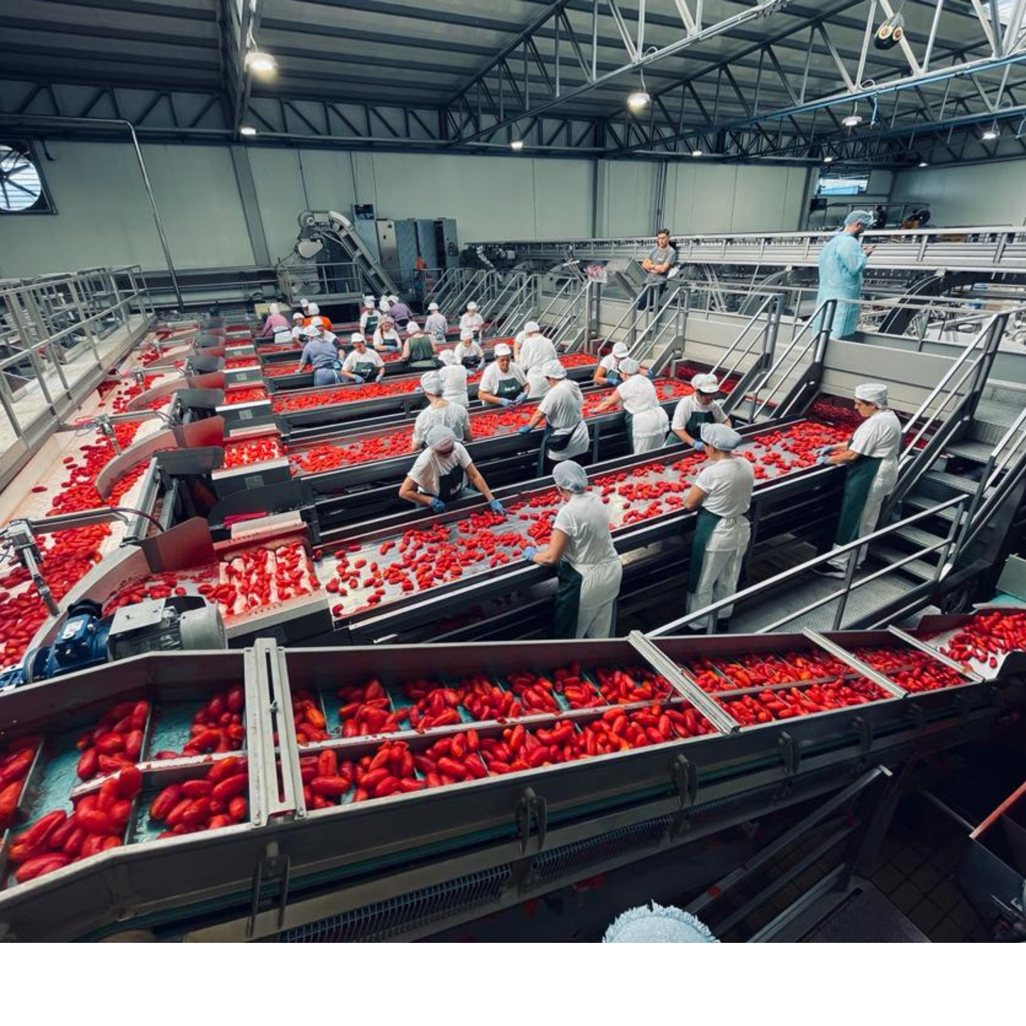 San Marzano DOP - 6 x 2.55Kg