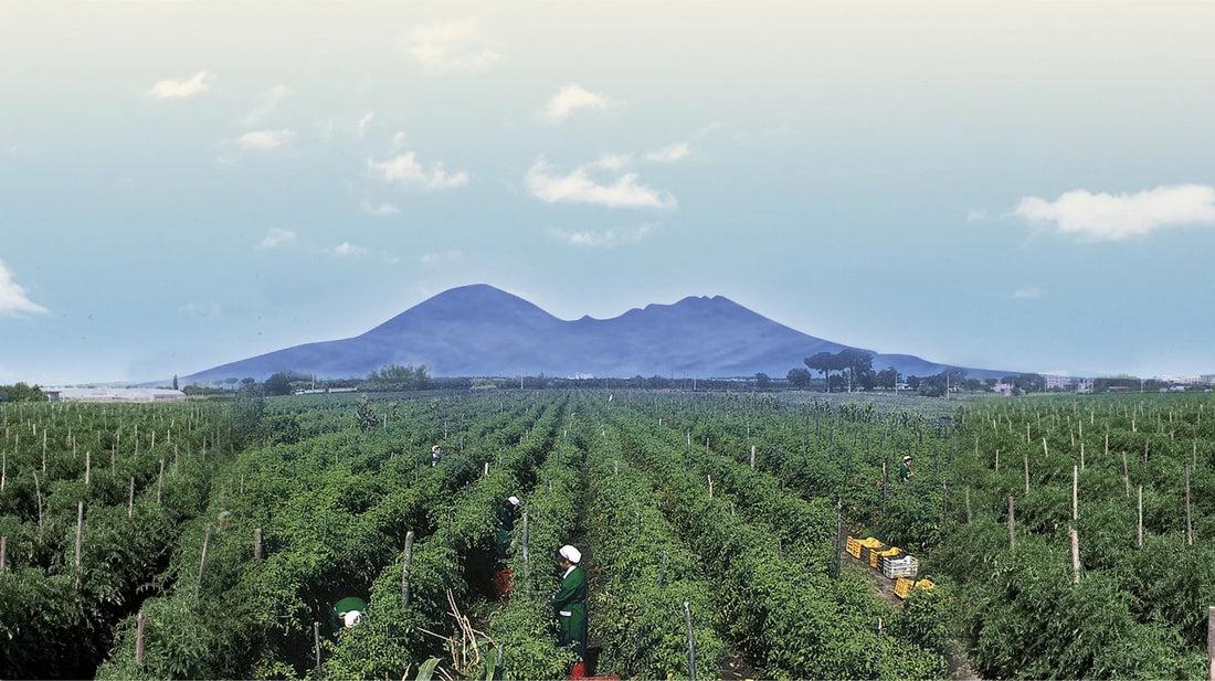 italian san marzano tomatoes