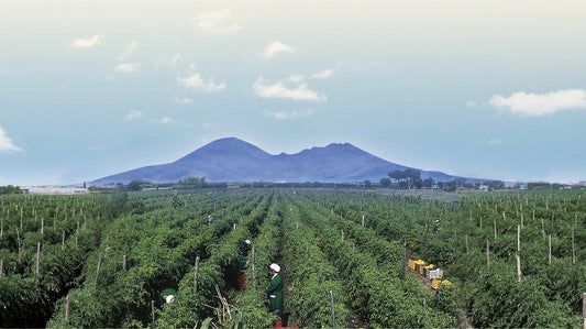 italian san marzano tomatoes