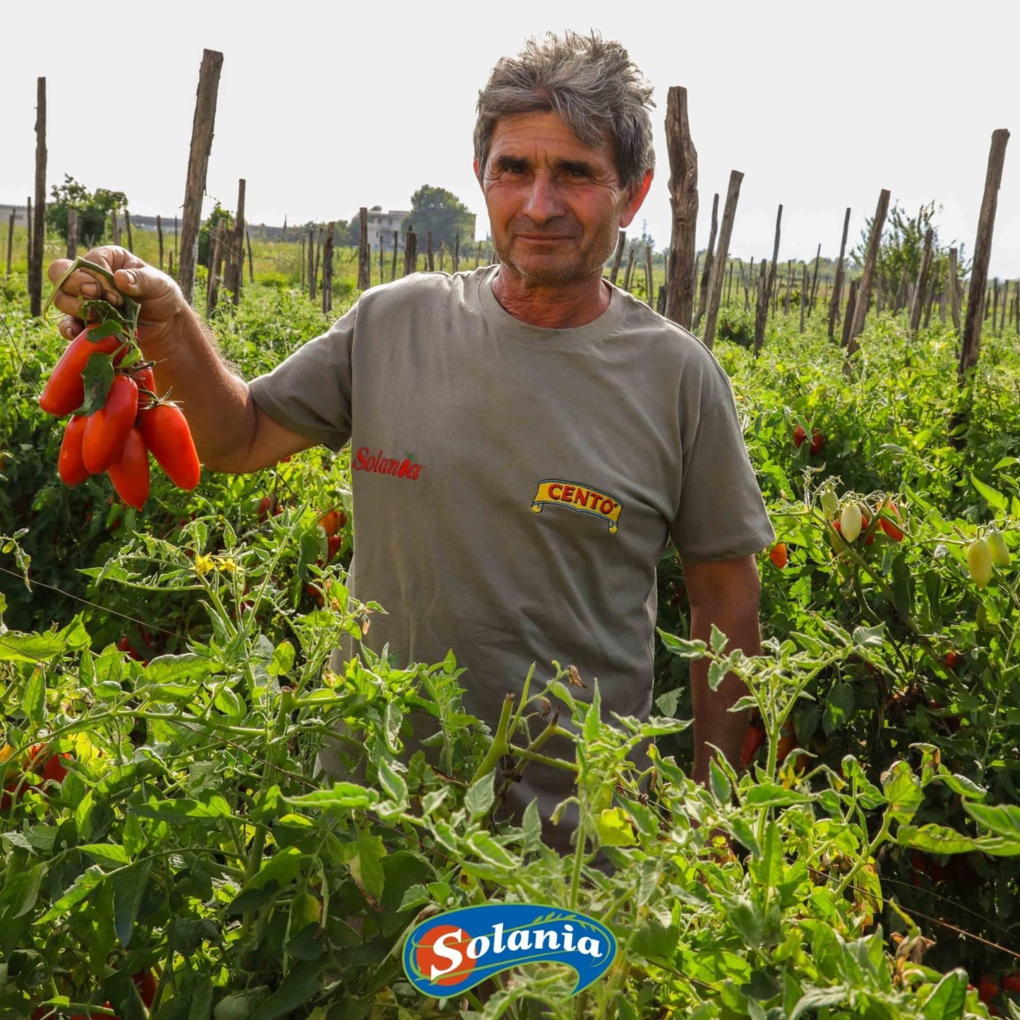 San Marzano DOP Plum Tomatoes - 2.5kg Tin